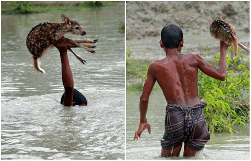 Trong trận lũ lụt xảy ra gần quận Noakhali (Bangladesh), cậu bé Bilal bất chấp nguy hiểm nhảy xuống nước cứu chú nai nhỏ khỏi chết đuối