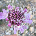 Escobilla morisca