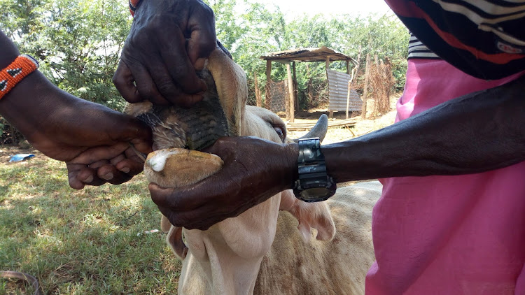 Ilchamus herders open the mouth of a toothless cow affected by the mathenge tree