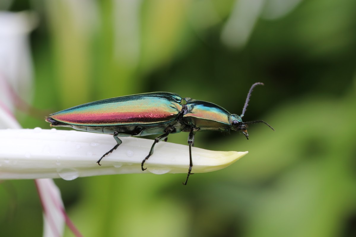 Campsosternus auratus