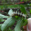 Caterpillar Hemileucinae