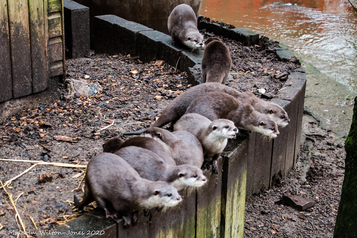 Asian Short-clawed Otter