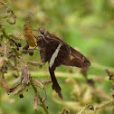 White-striped Longtail Skipper