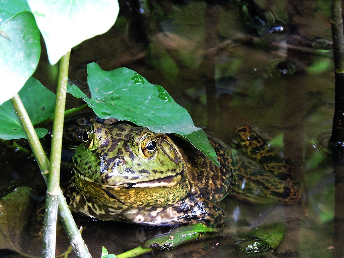 American bullfrog