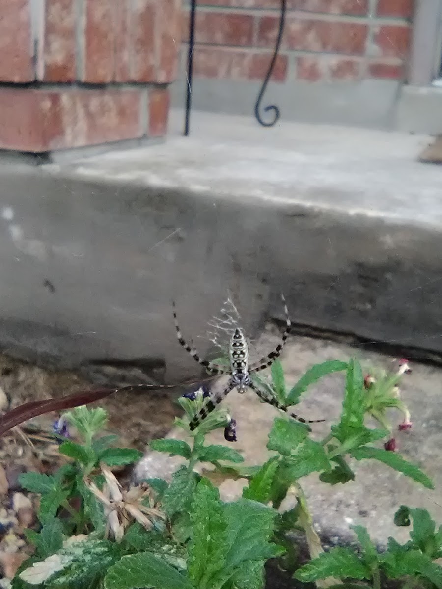 Black and yellow garden spider