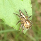 Hyllus Spider