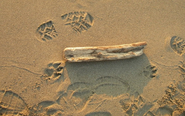 In spiaggia con Fido di cordina