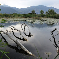 la palude  di 