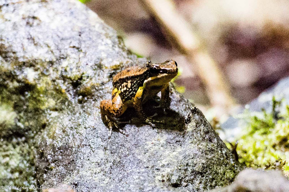 Trinidad Stream Frog