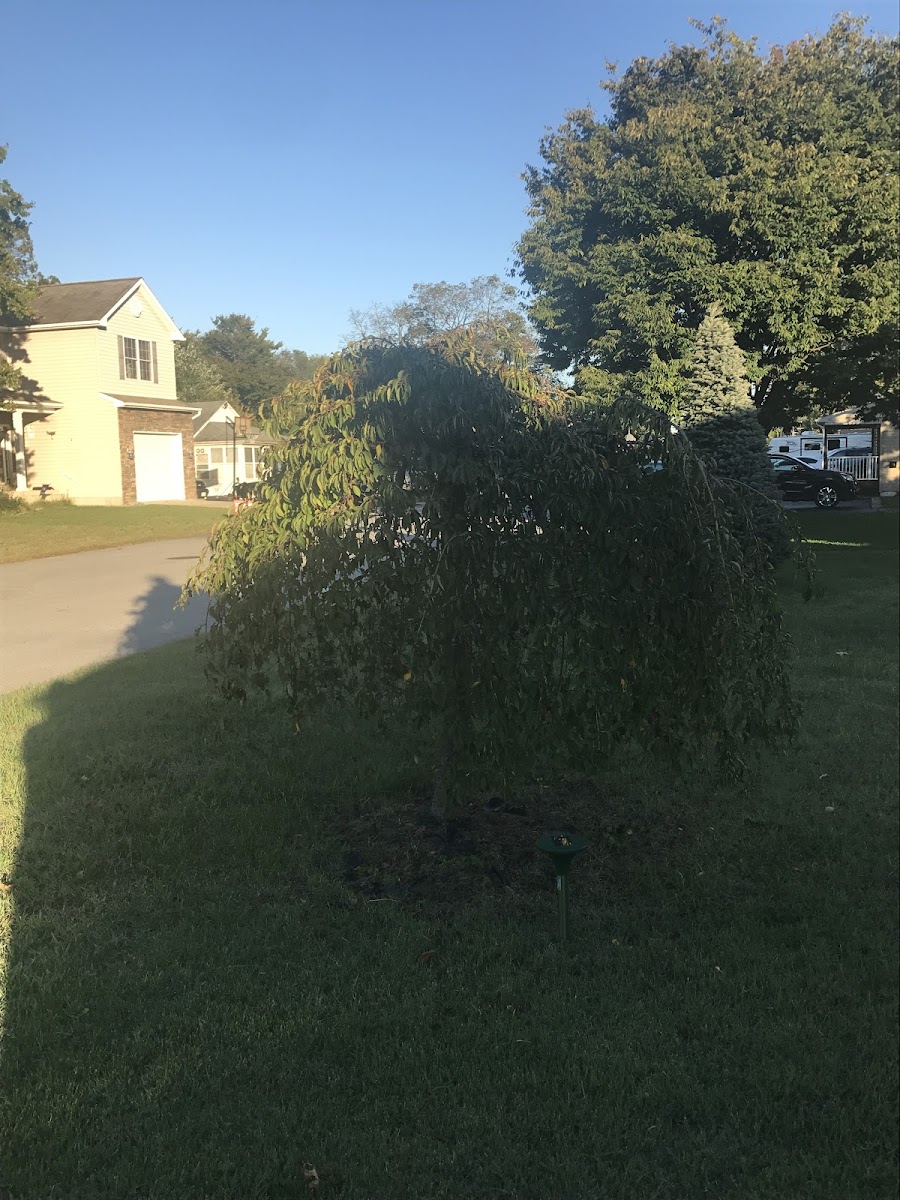 Weeping Cherry Tree