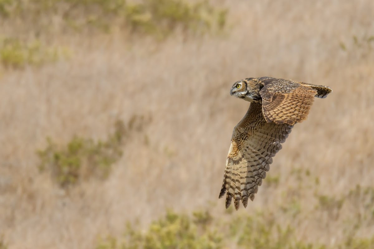 Great Horned Owl