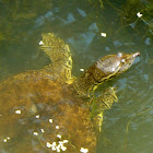 Spiny softshell turtle