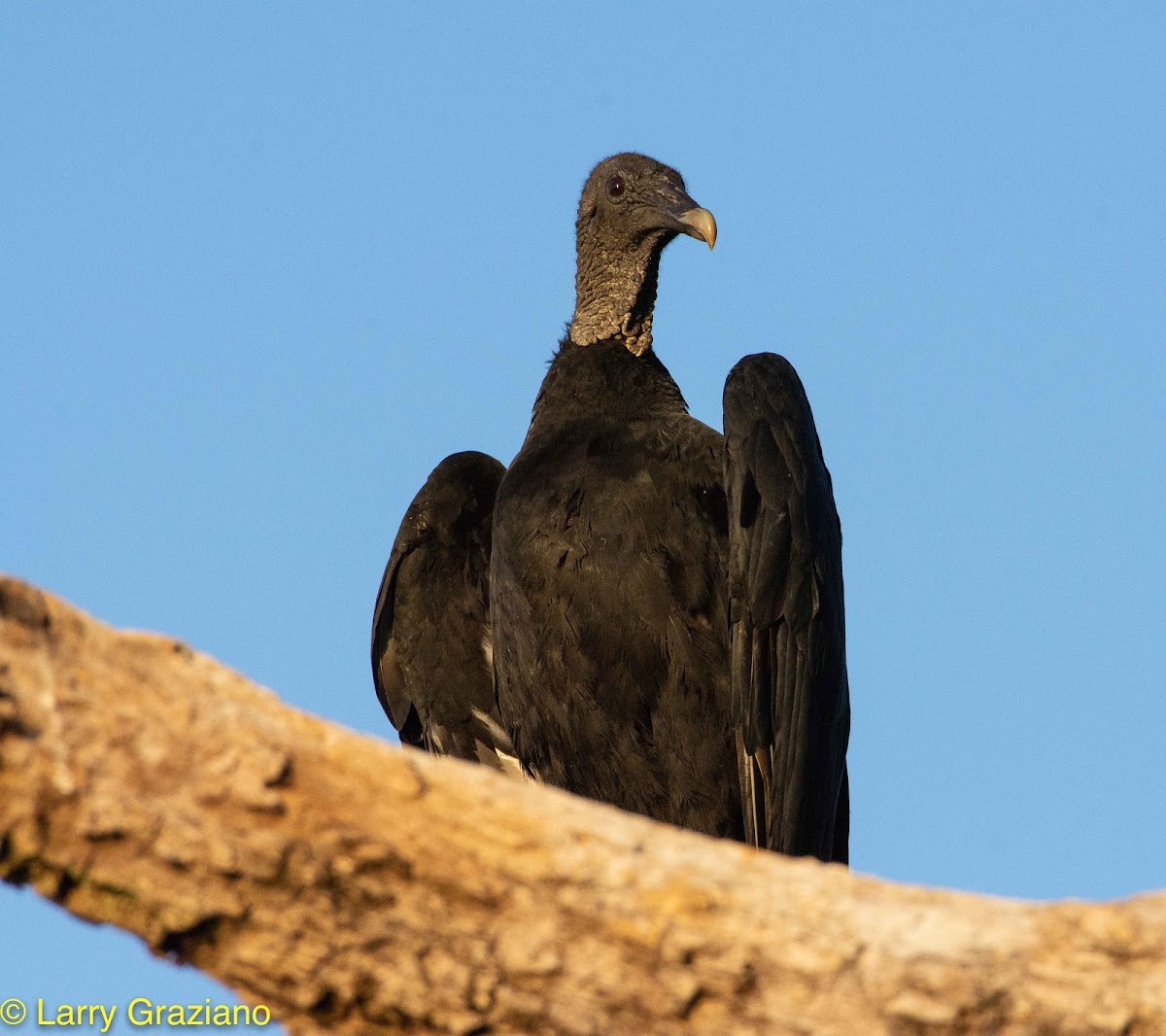 Black Vulture