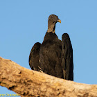 Black Vulture