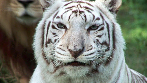 Wallpaper of a tiger