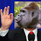 Item logo image for Trumps Out For Harambe