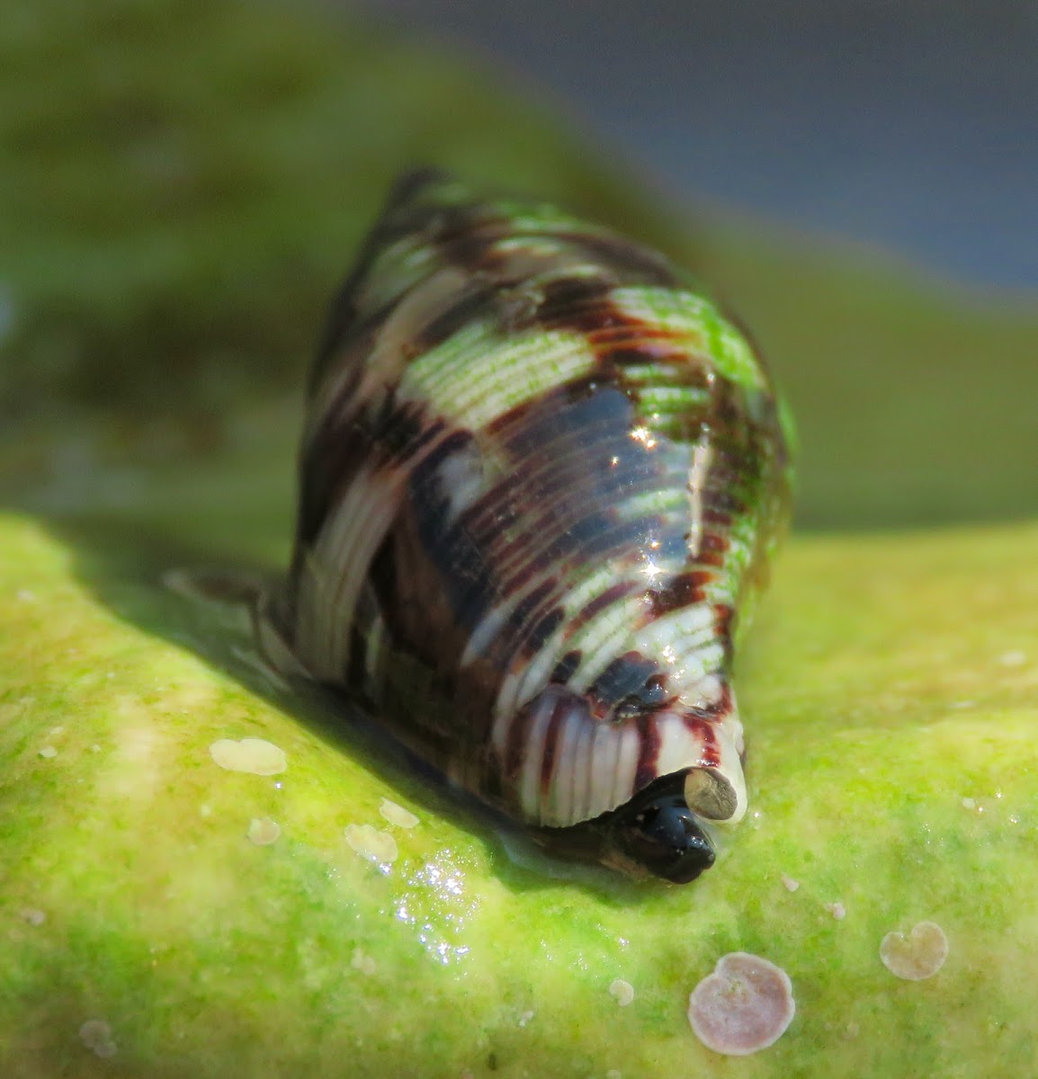 Sea snail