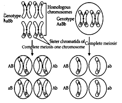 Solution Image