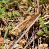 Migratory Locust