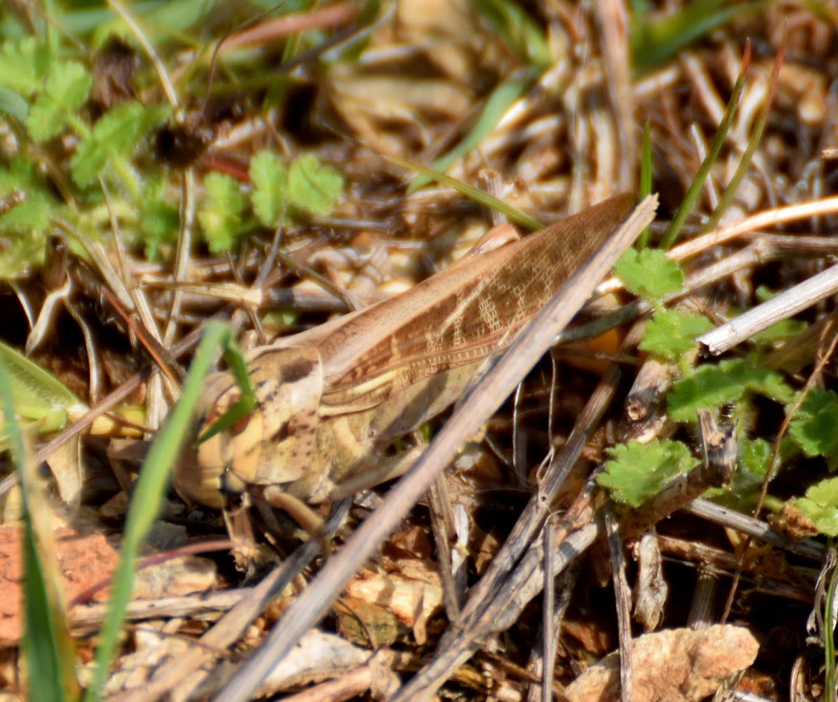 Migratory Locust