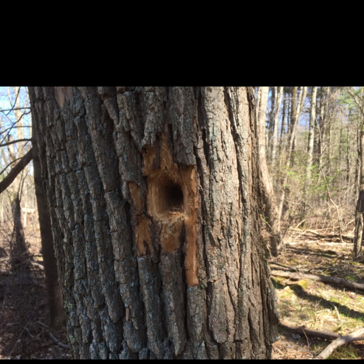 Woodpecker hole