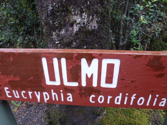 SALTOS DEL RIO PETROHUE, VOLCAN OSORNO, CIRCUITO LAGO LLANQUIHUE - CHILE, de Norte a Sur con desvío a Isla de Pascua (5)