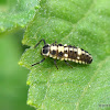 14-spot ladybird larva