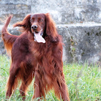 Chester - The Irish Setter di 