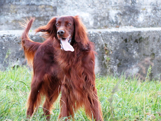 Chester - The Irish Setter di fraM88