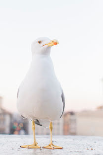 Pulmafotograaf Daniel Valentina (danielvalentina). Foto tehtud 10 detsember 2017