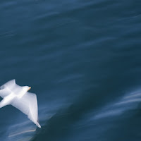 Una pennellata di bianco nel blu di 