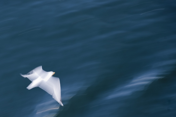 Una pennellata di bianco nel blu di Andrea Izzotti