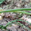 Black-striped Orchard Spider