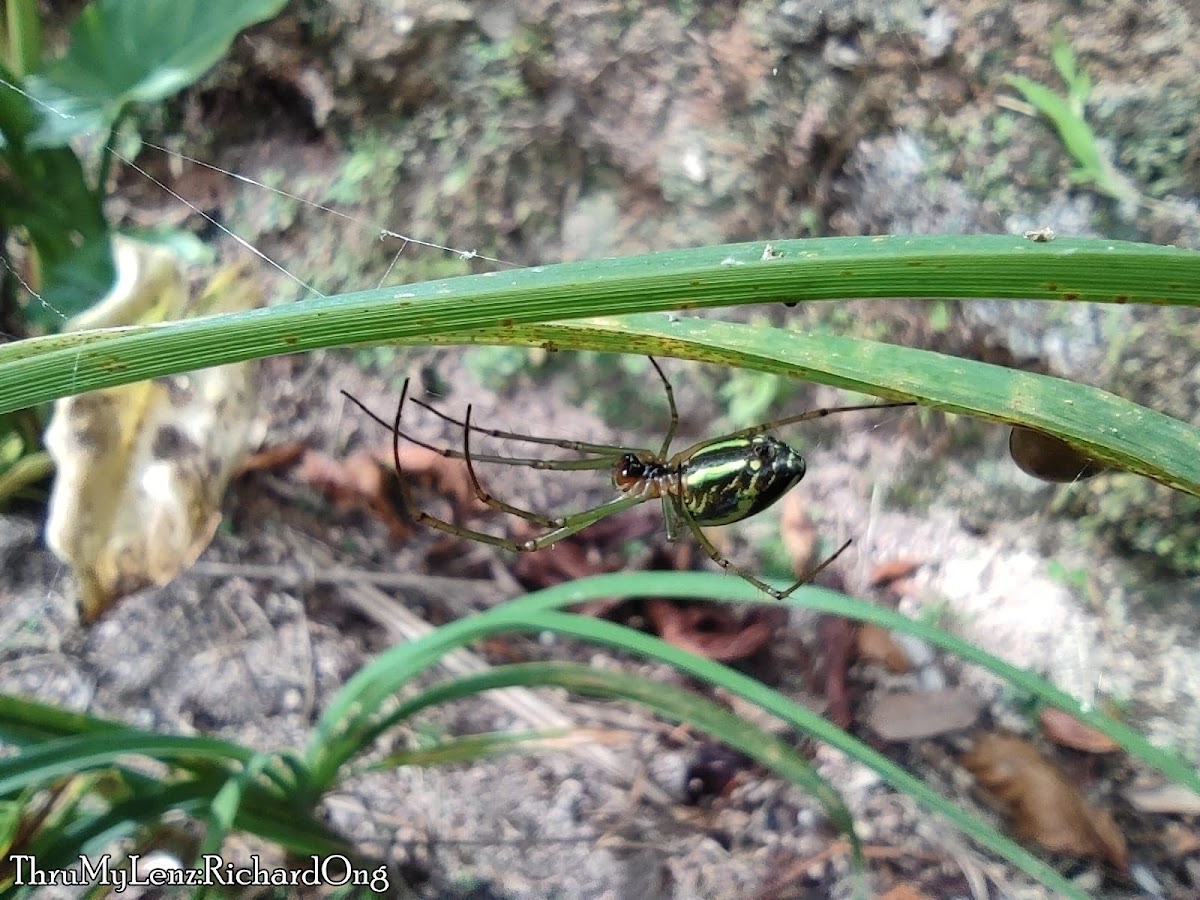 Black-striped Orchard Spider