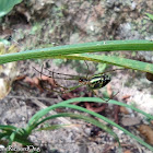 Black-striped Orchard Spider