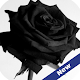 Download Black Rose Full HD Wallpapers For PC Windows and Mac 1.0