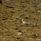 White Wagtail