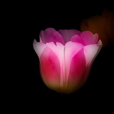 Tulipe di sapo56