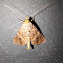 moth