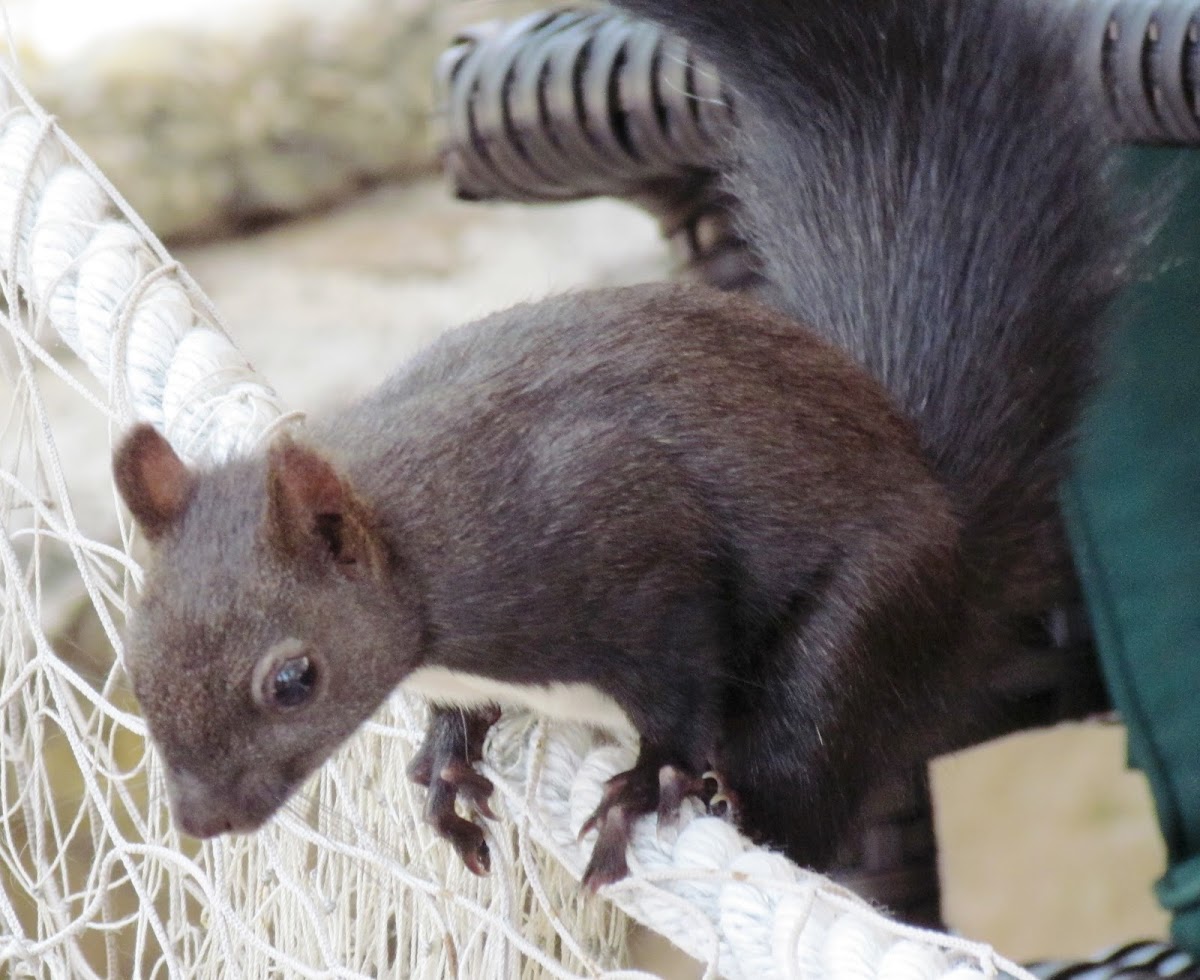 Red squirrrel