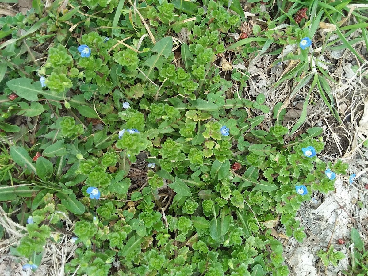 Grey-Field Speedwell