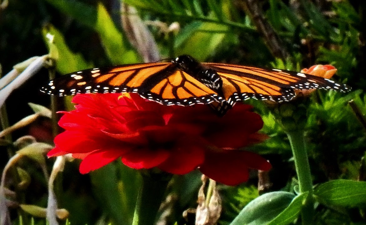 Monarch butterfly