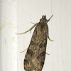 Lucerne Moth