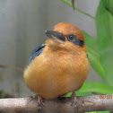 micronesian kingfisher