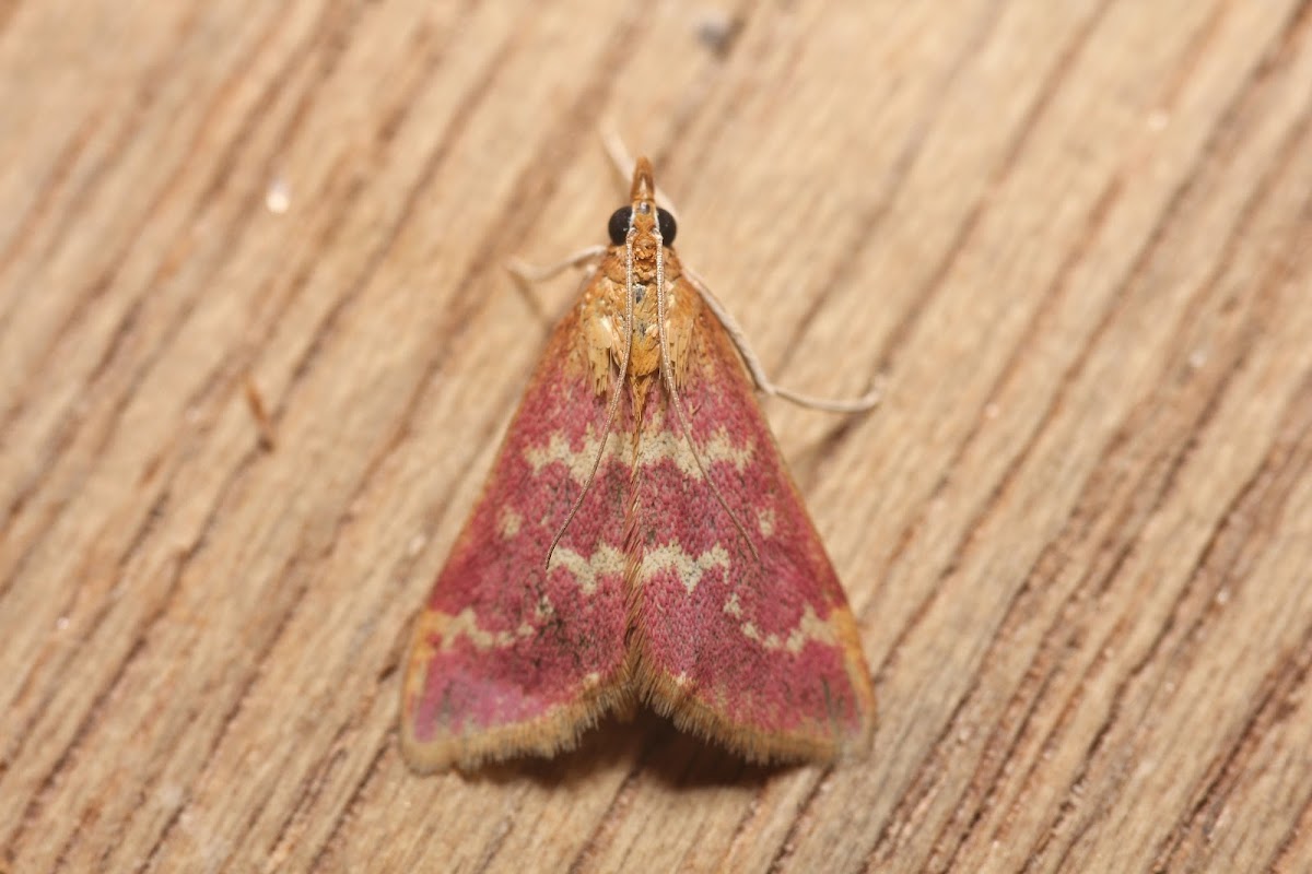 Raspberry Pyrausta -5034