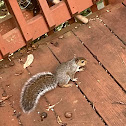 Eastern Gray Squirrel