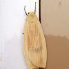 Footmen Moth