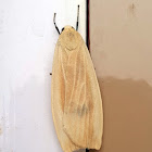 Footmen Moth