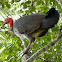 Australian Brush Turkey (young male)