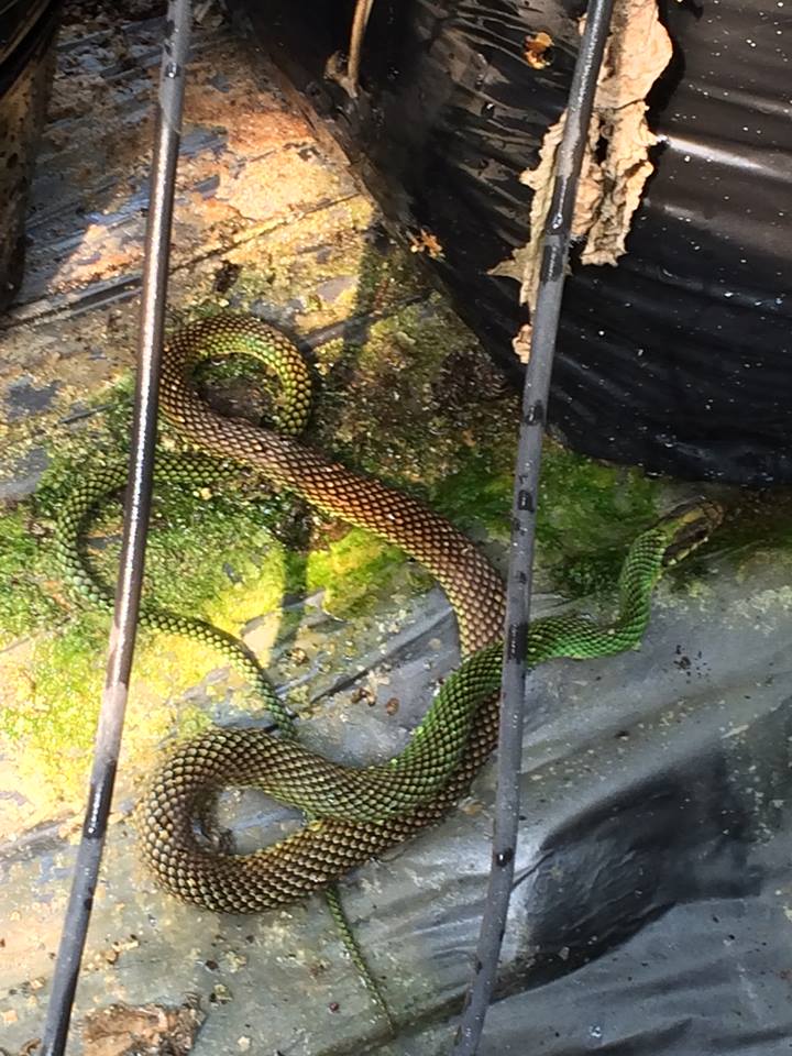 Culebra Suave Verde.